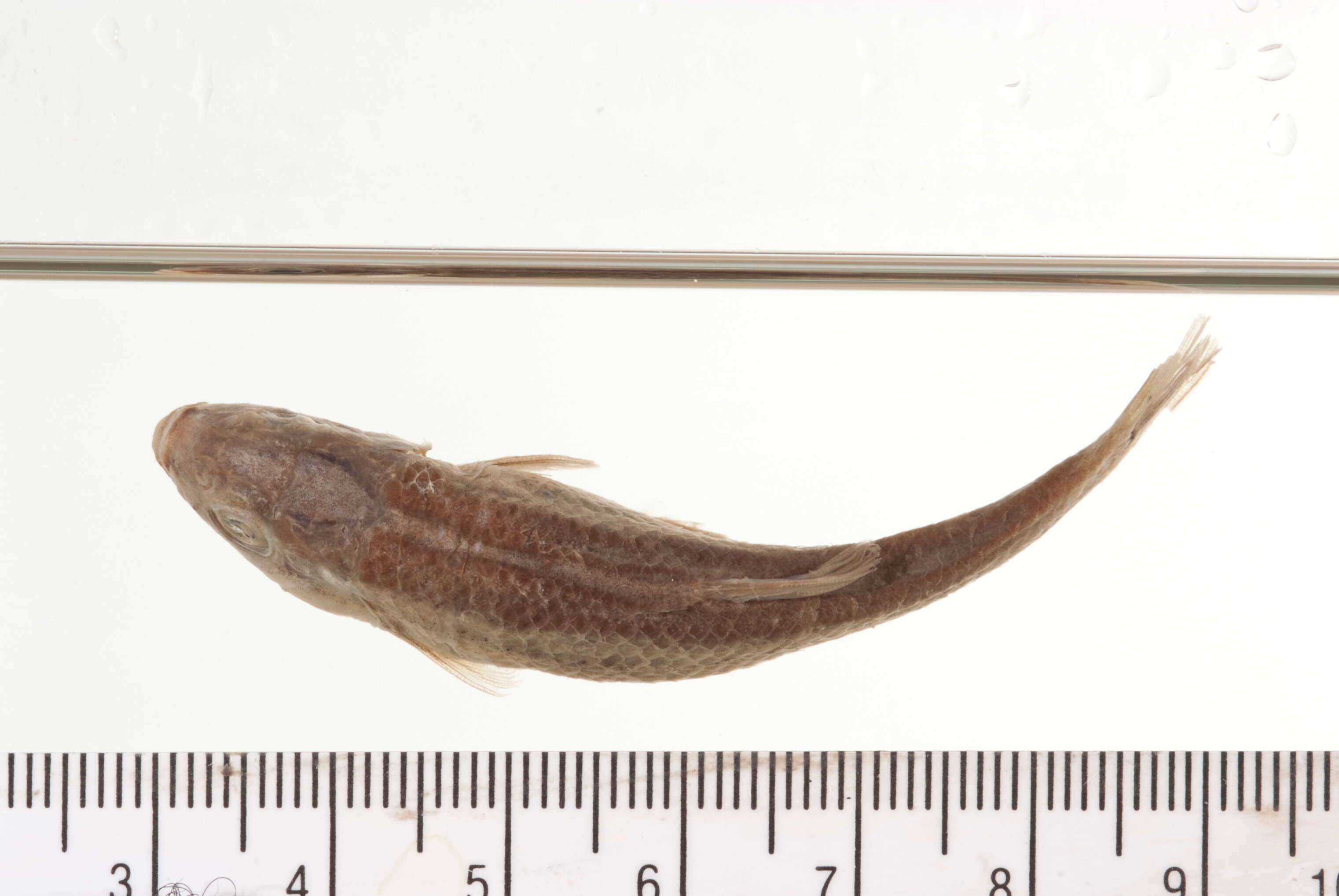 Image of Manantial roundnose minnow