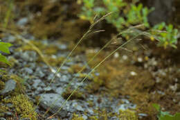 Image de Poa stenantha var. vivipara Trin.