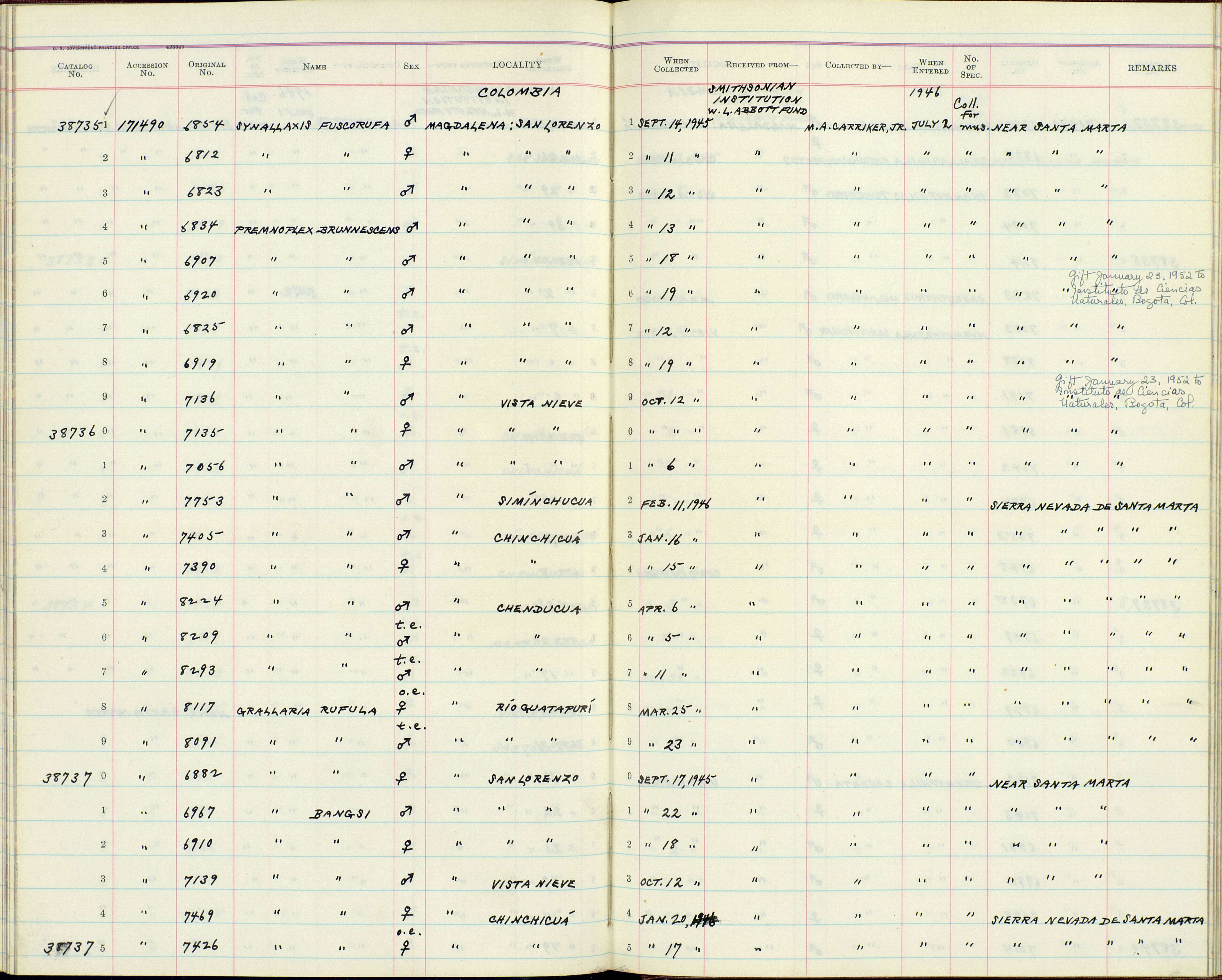 Image of Premnoplex brunnescens coloratus Bangs 1902