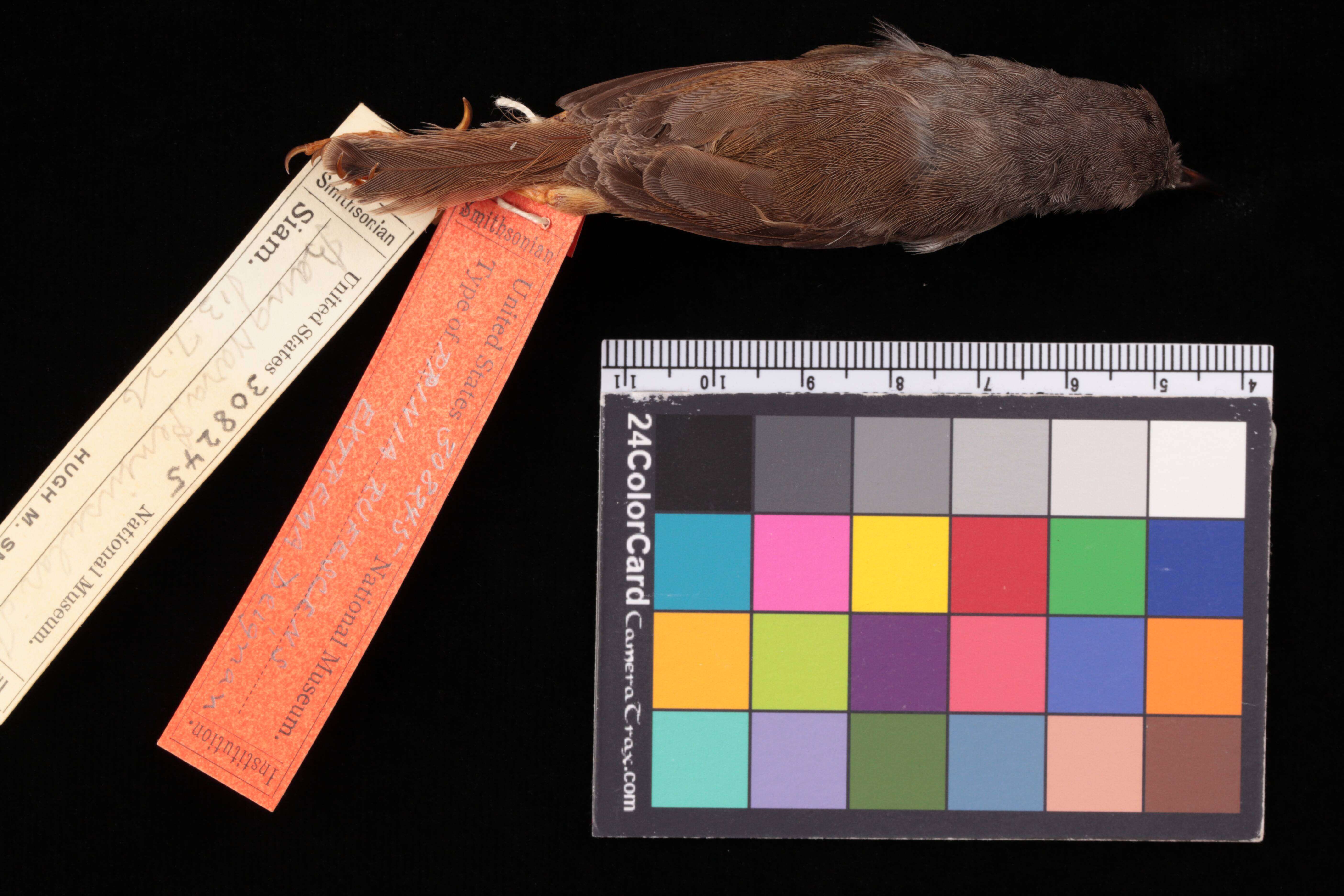 Image of Prinia rufescens extrema Deignan 1942