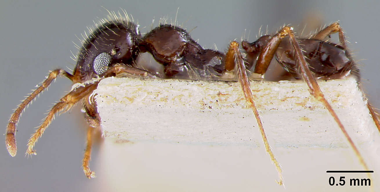 Image of Pheidole militicida Wheeler 1915