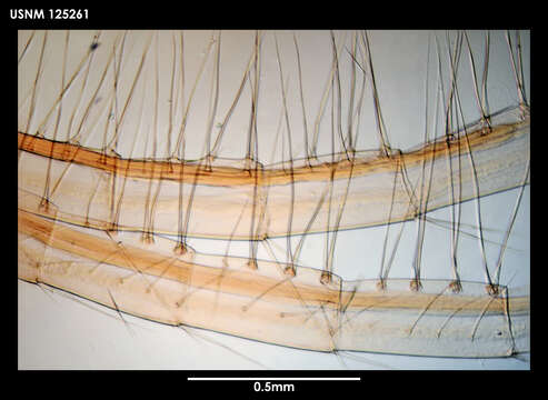 Image of Weltnerium multicostatum (Newman & Ross 1971)