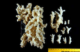 Image of crispy crust coral