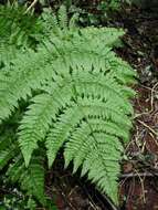 Image of Hawaii Twin-Sorus Fern