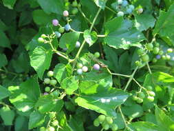 Image of Amur peppervine