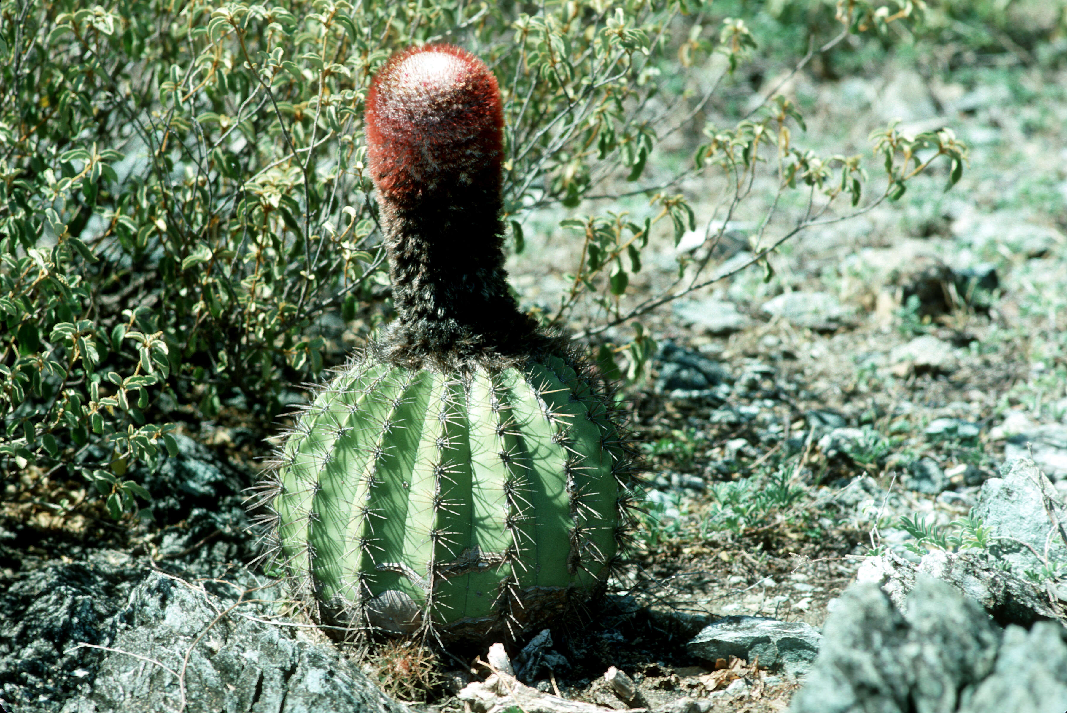Image of Barrel Cactus