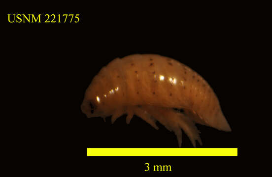 Image of Eurydice longicornis (Studer 1883)