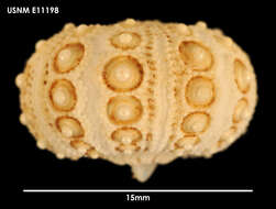 Слика од Goniocidaris subgen. Aspidocidaris Mortensen 1928