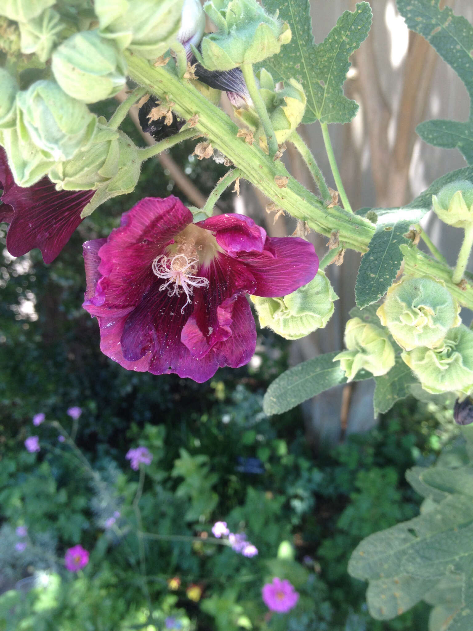 Image of hollyhock