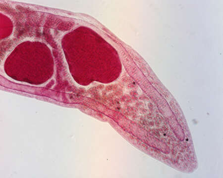 Image of Gorgoderina multilobata Ingles & Langston