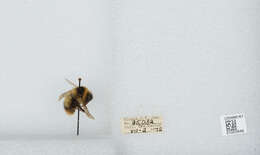 Image of Frigid Bumble Bee