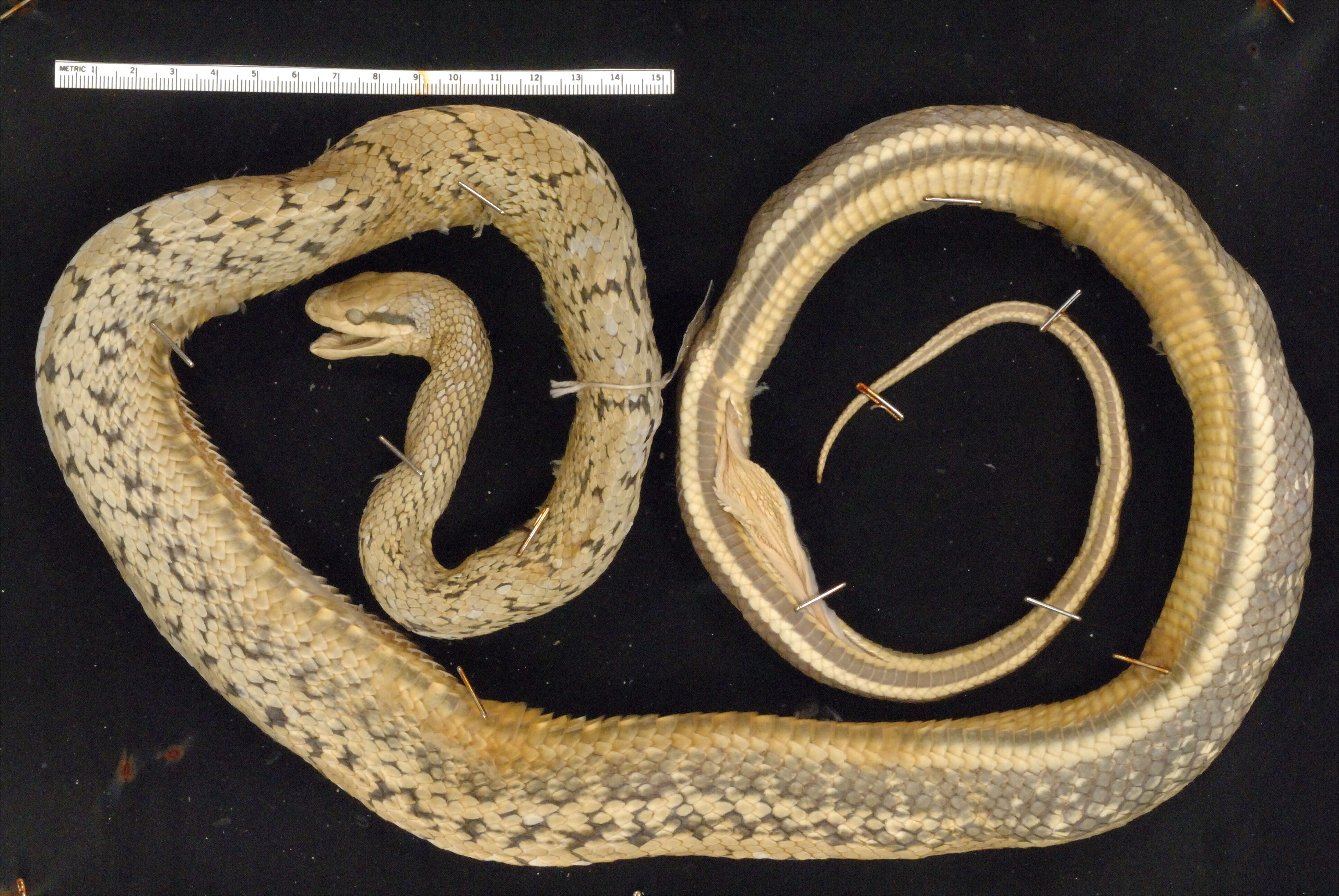 Image of Stripe-tailed Rat Snake