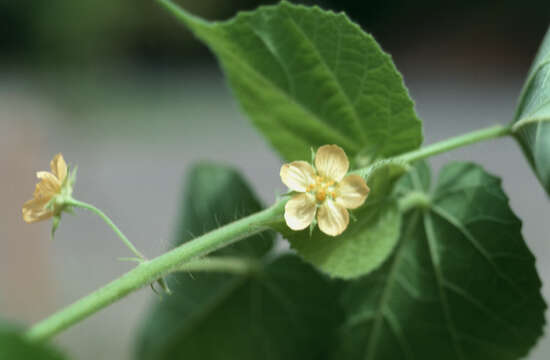 Image of viscid mallow