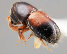 Image of Corthylus tuberculifer Wood 2007