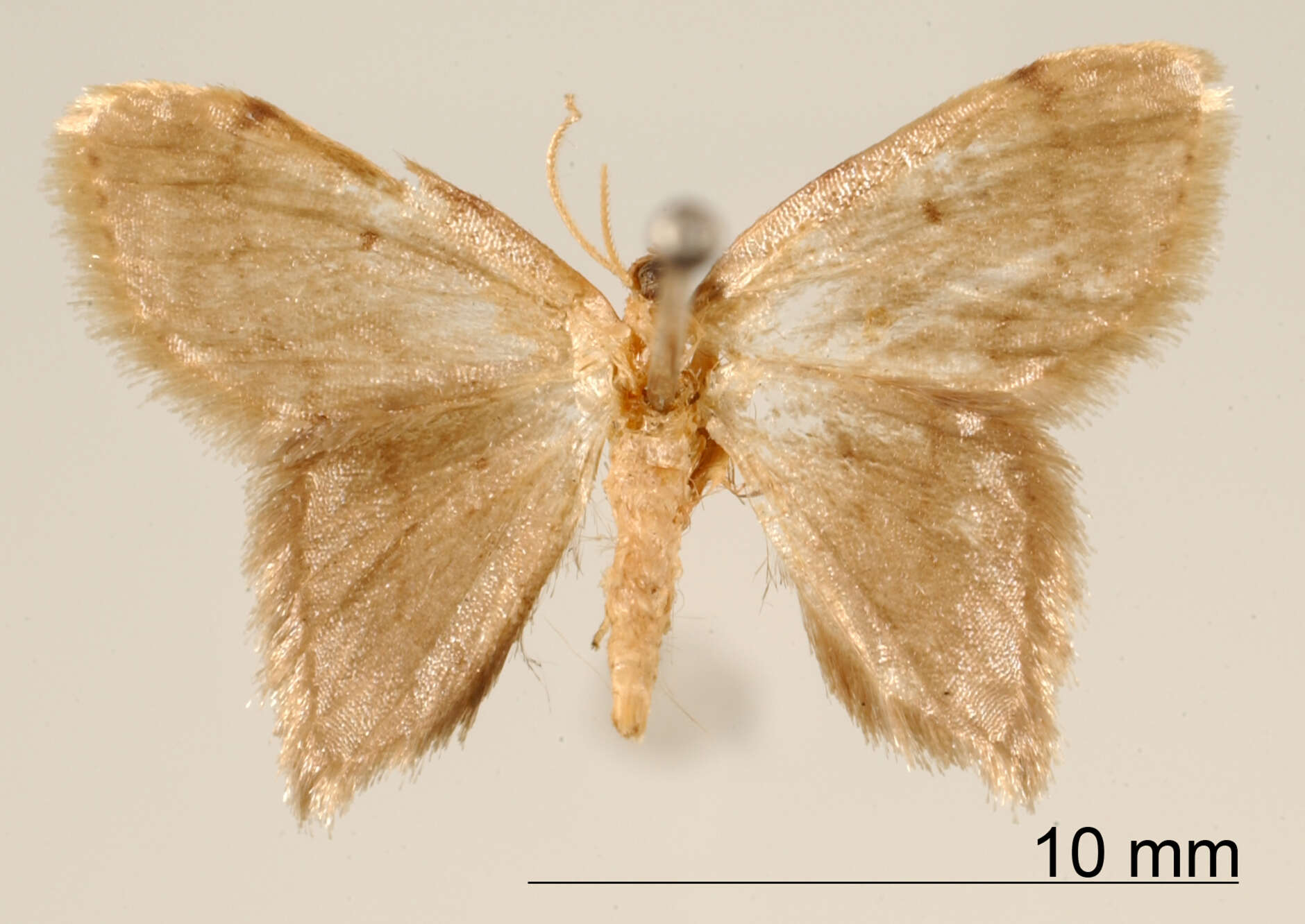 Image of Euacidalia prolixa Schaus 1913