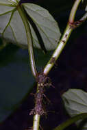 Image of morning-glory begonia