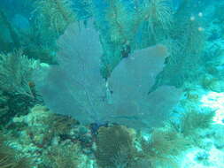 Image of Caribbean sea fan