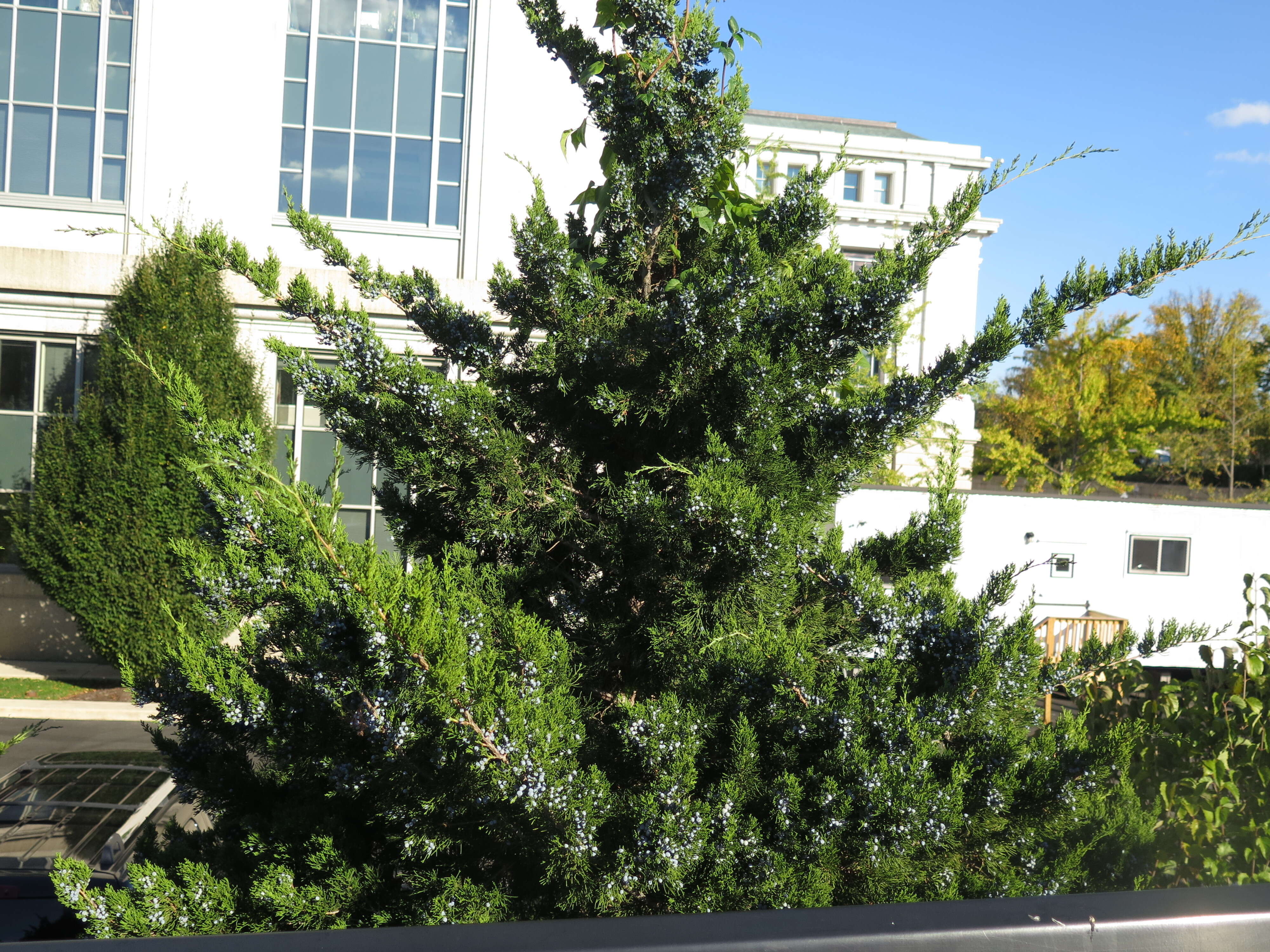 Image of Eastern Juniper