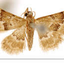 Image of Ptychopoda vagula Warren