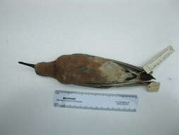 Image of Calidris canutus rufa (Wilson & A 1813)