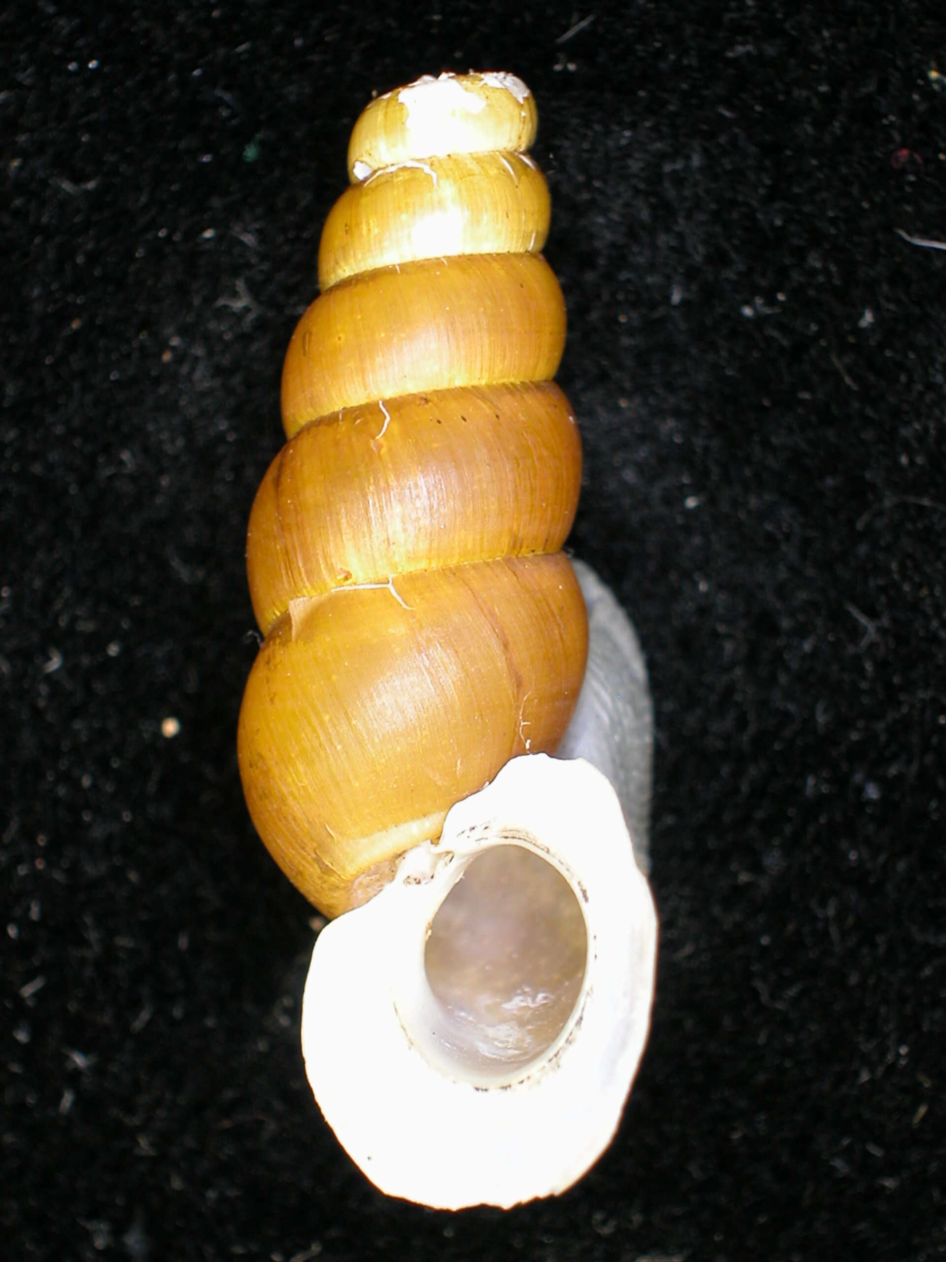 Image of Tomocyclus simulacrum (Morelet 1849)