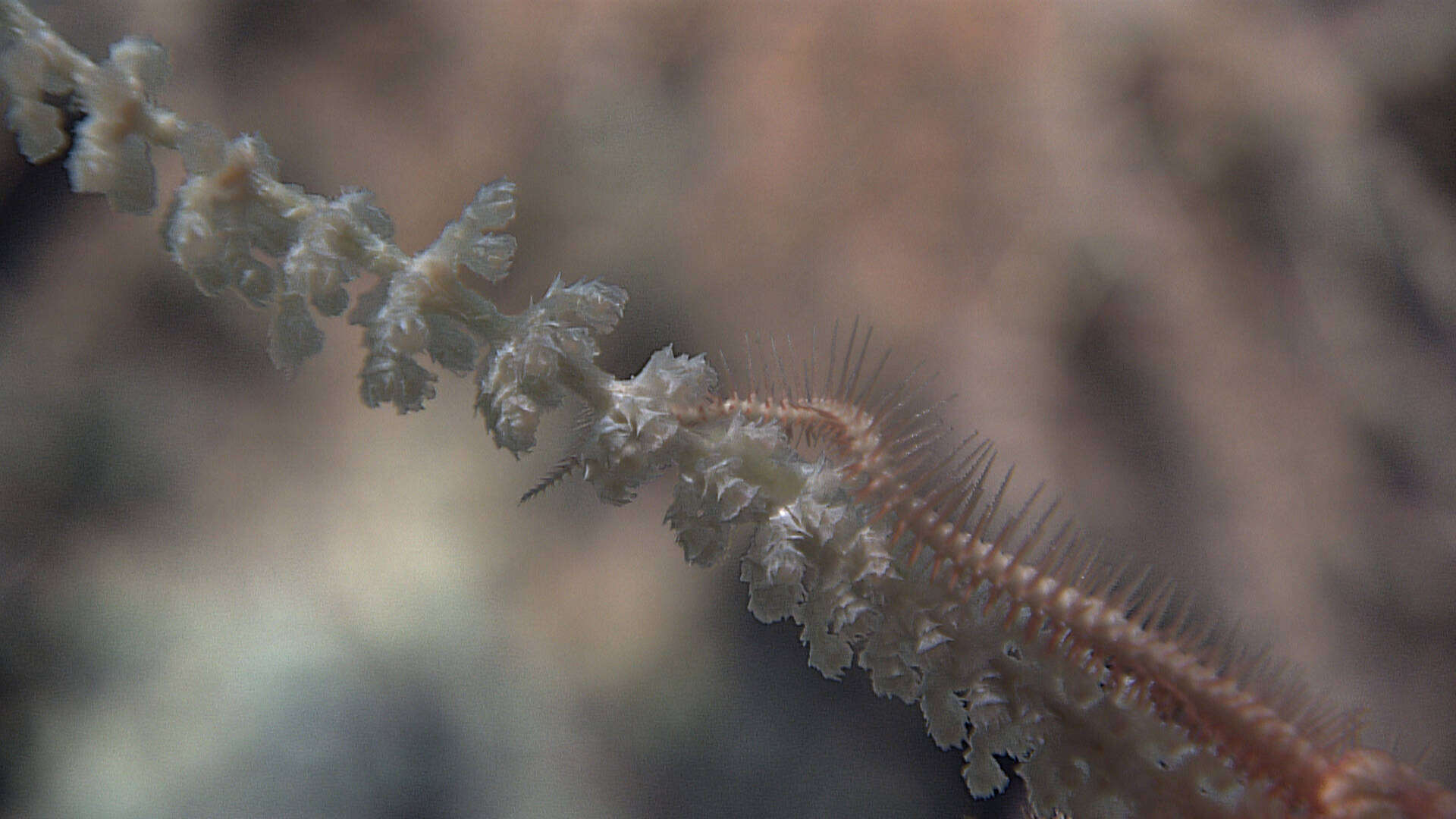 Image of Narella macrocalyx Cairns & Bayer 2008