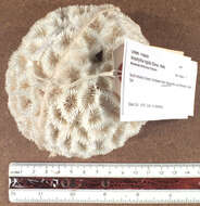 Image of Rough star coral