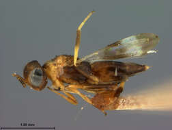 صورة Meromyzobia bifasciata (Ashmead 1890)