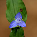 Image de Tradescantia guatemalensis C. B. Clarke