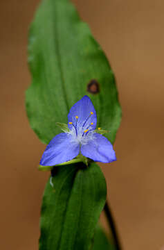 Image of Tradescantia guatemalensis C. B. Clarke