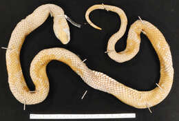 Image of Military ground snake