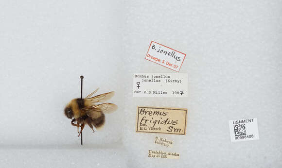 Image of Bombus jonellus (Kirby 1802)