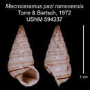 Imagem de Macroceramus pazi ramonensis C. Torre & Bartsch 2008