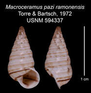Image of Macroceramus pazi ramonensis C. Torre & Bartsch 2008