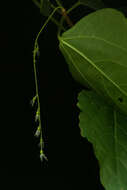 Image of Acalypha schiedeana Schltdl.