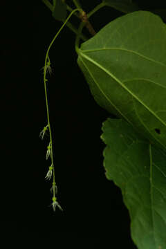 Image de Acalypha schiedeana Schltdl.