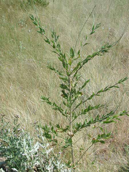 Imagem de Oenothera curtiflora W. L. Wagner & Hoch