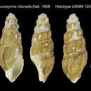 Sivun Leucosyrinx clionella Dall 1908 kuva