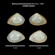 Image de Mulinia pontchartrainensis J. P. E. Morrison 1965