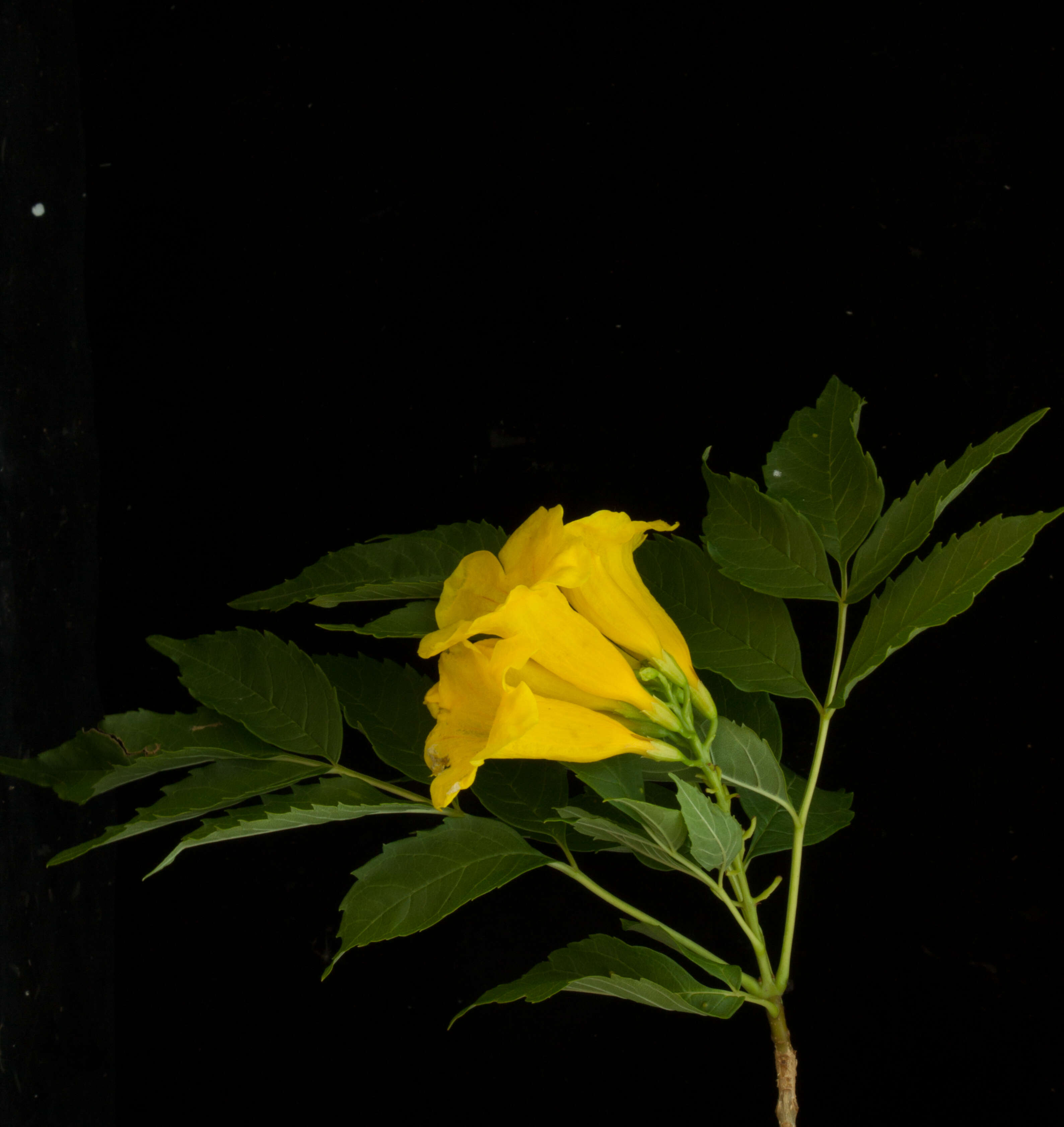 Image of Yellow bells