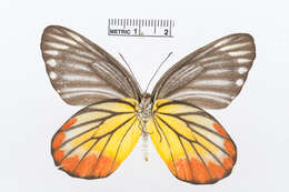 Image of Delias hyparete (Linnaeus 1758)