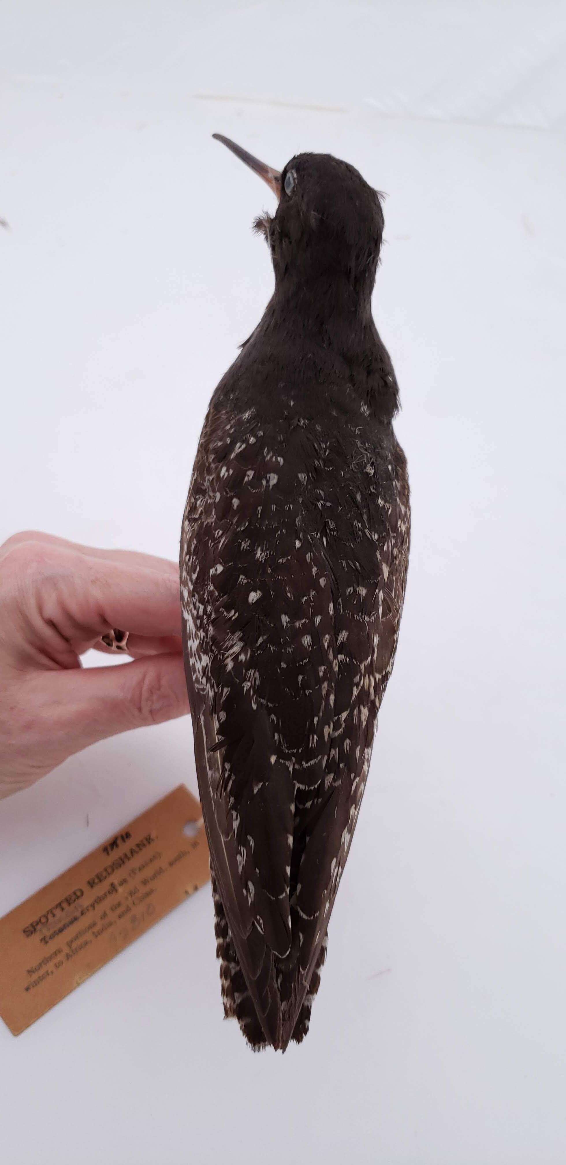 Image of Spotted Redshank