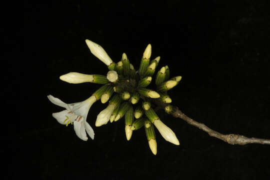 Image of Cordia gerascanthus L.