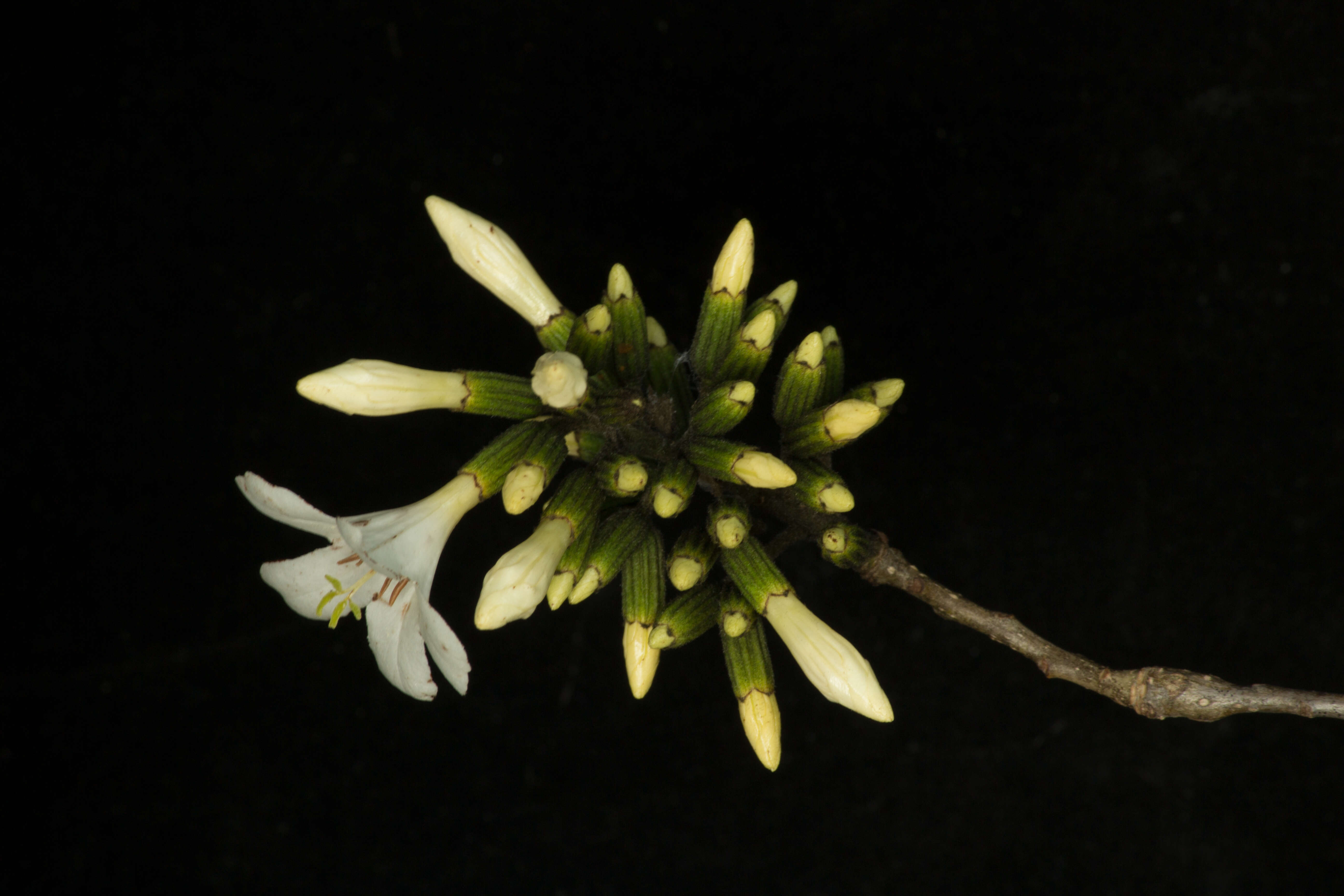 Image de Cordia gerascanthus L.