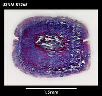 Image of Lineus longifissus