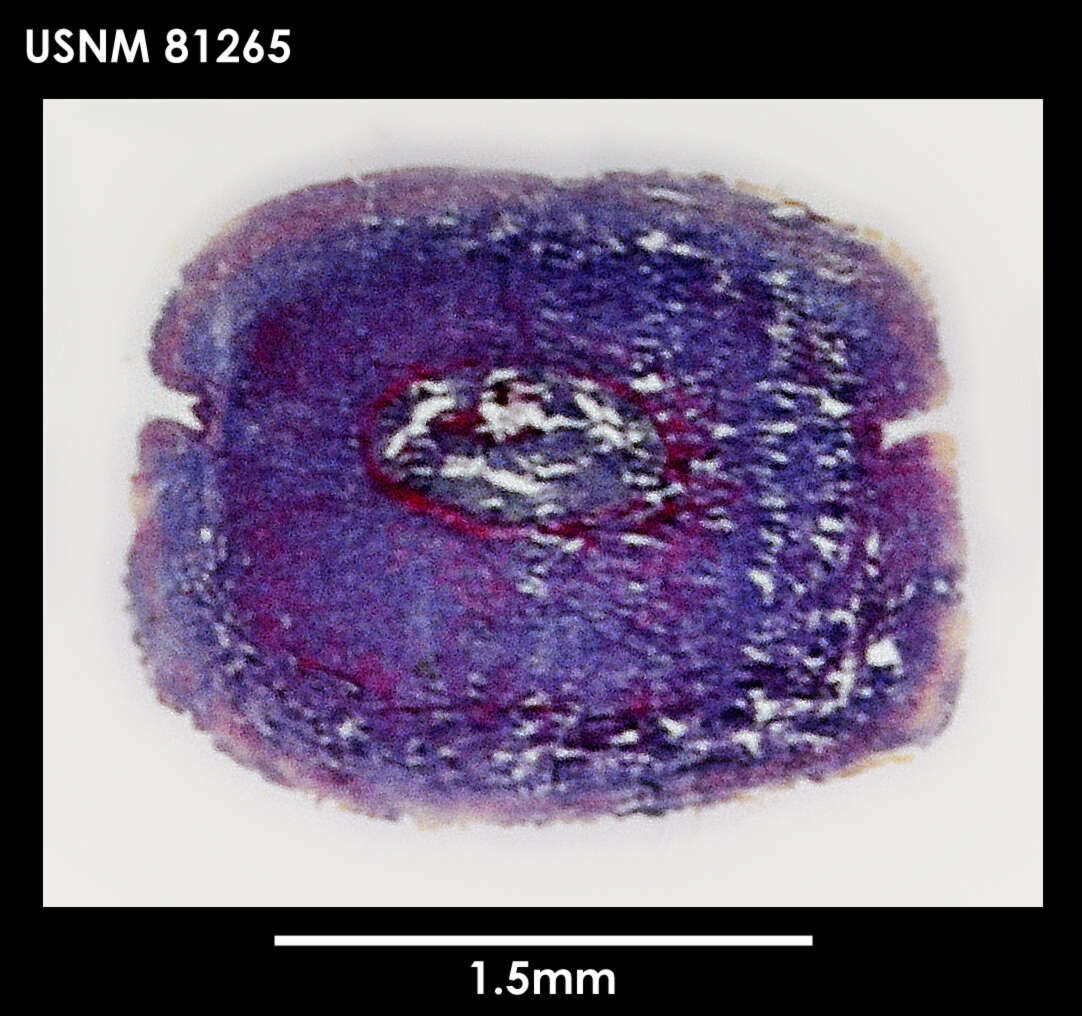 Image of Lineus longifissus