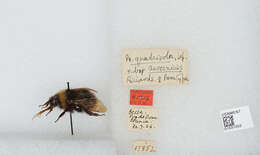 Image of Bombus quadricolor (Lepeletier 1832)