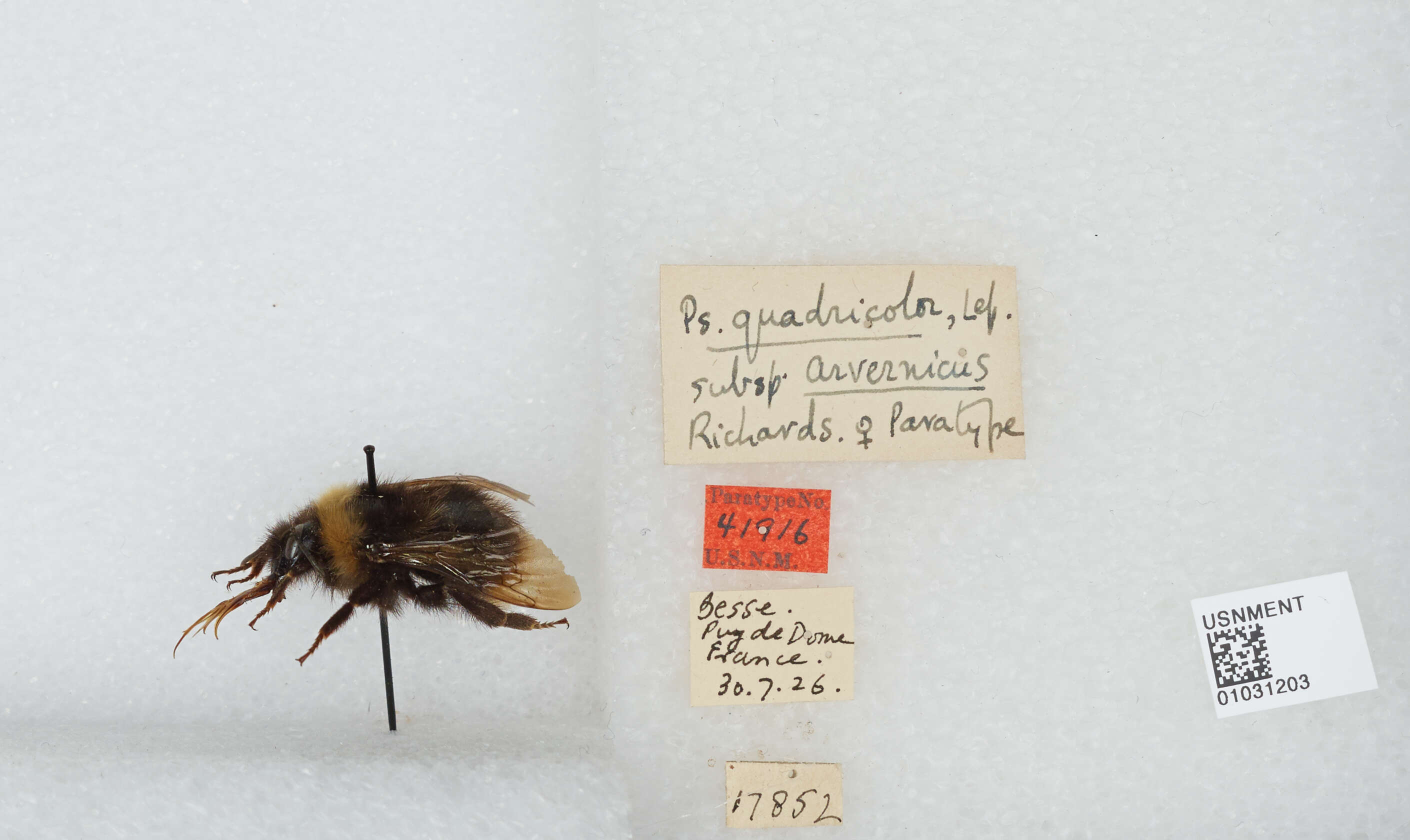 Image of Bombus quadricolor (Lepeletier 1832)