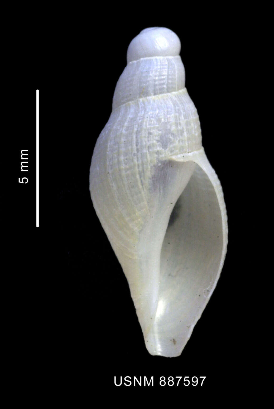 Image of Pareuthria innocens (E. A. Smith 1907)