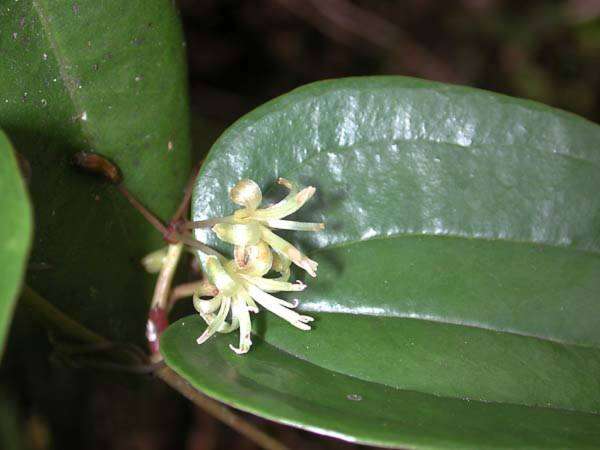 Image de Smilax melastomifolia Sm.